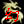   FableRO 2024 -  Shadr45rus |     Ragnarok Online MMORPG  FableRO: , Flying Sun, Majestic Fox King,   
